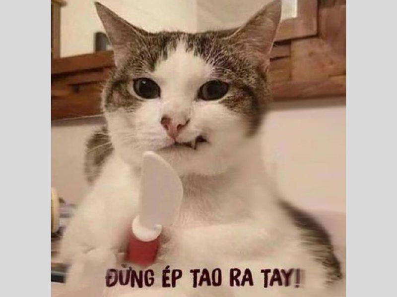 Meme là gì? 30+ bộ meme hài hước được sử dụng nhiều nhất ...