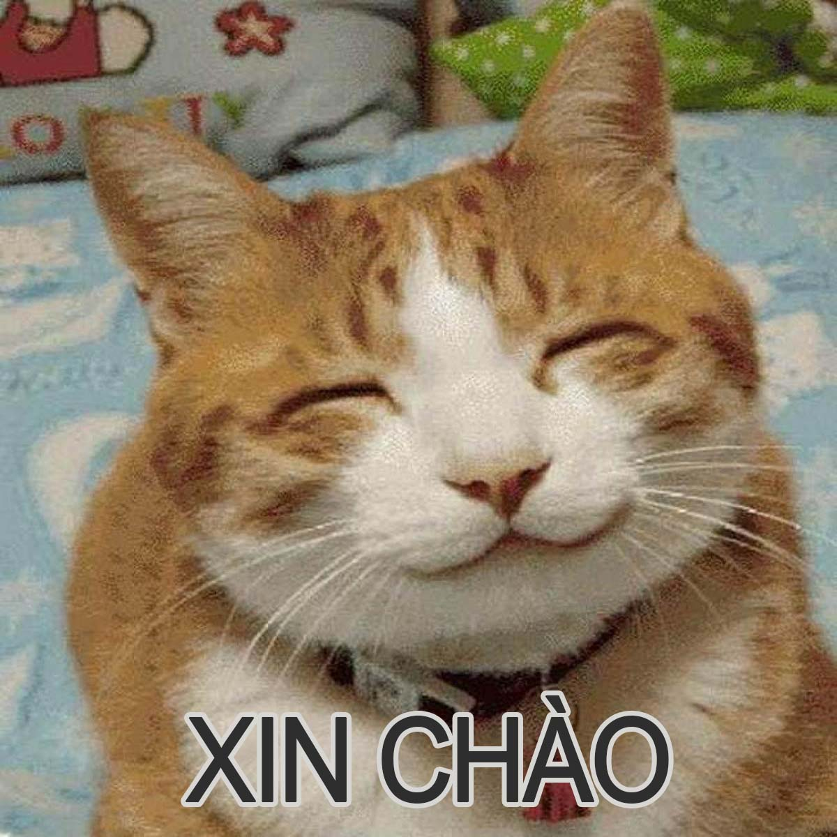 Loạt meme mèo bựa, mèo chế buồn cười khiến CĐM cười bò