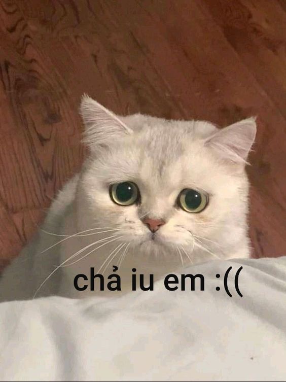 Tổng hợp ảnh mèo meme hài hước và cute lạc lối - Maika AI