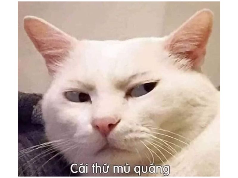 Tổng hợp meme mèo hài bựa, meme mèo cute cực dễ thương ...