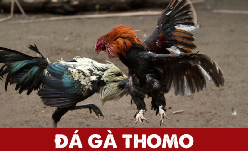 Đá gà thomo là gì?